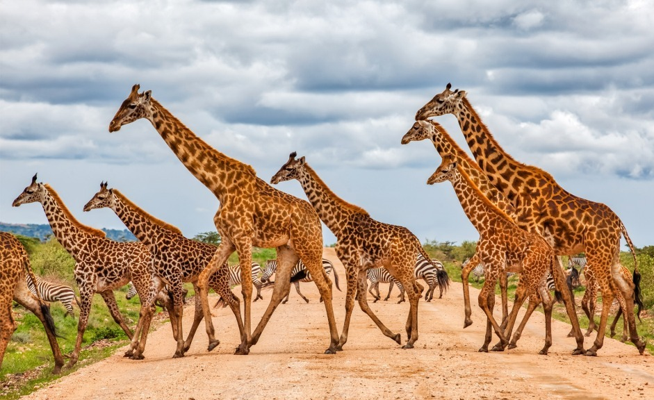 Əsl Afrika